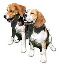 Beagles, Carlos & Pablo