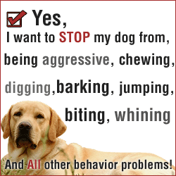 Dog Aggression