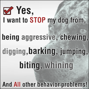 Dog Behavior Training That Works