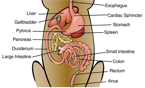 Canine Digestive System