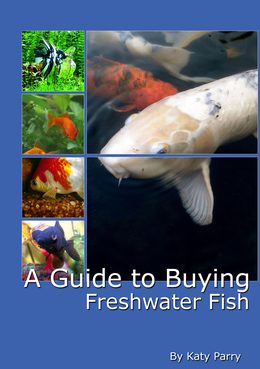 A Guide to Buying Freshwater Fish cover