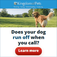 Does your dog run off when you call? Photo of a golden dog running off across a park.
