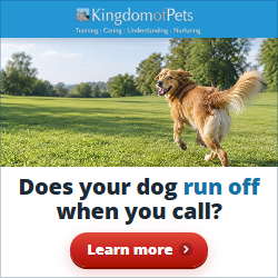 Does your dog run off when you call? Photo of a golden dog running off across a park.