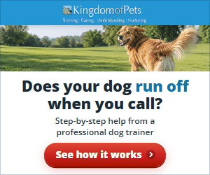 Does your dog run off when you call? Step-by-step help from a professional dog trainer. Photo of a golden dog running off across a park.