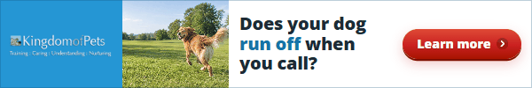 Does your dog run off when you call? Photo of a golden dog running off across a park.