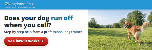 Does your dog run off when you call? Step-by-step help from a professional dog trainer. Photo of a golden dog running off across a park.