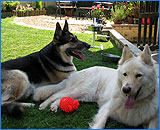 Charlie, Casey and Sasha